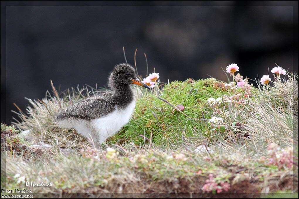 Eurasian OystercatcherPoussin