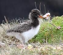 Eurasian Oystercatcher