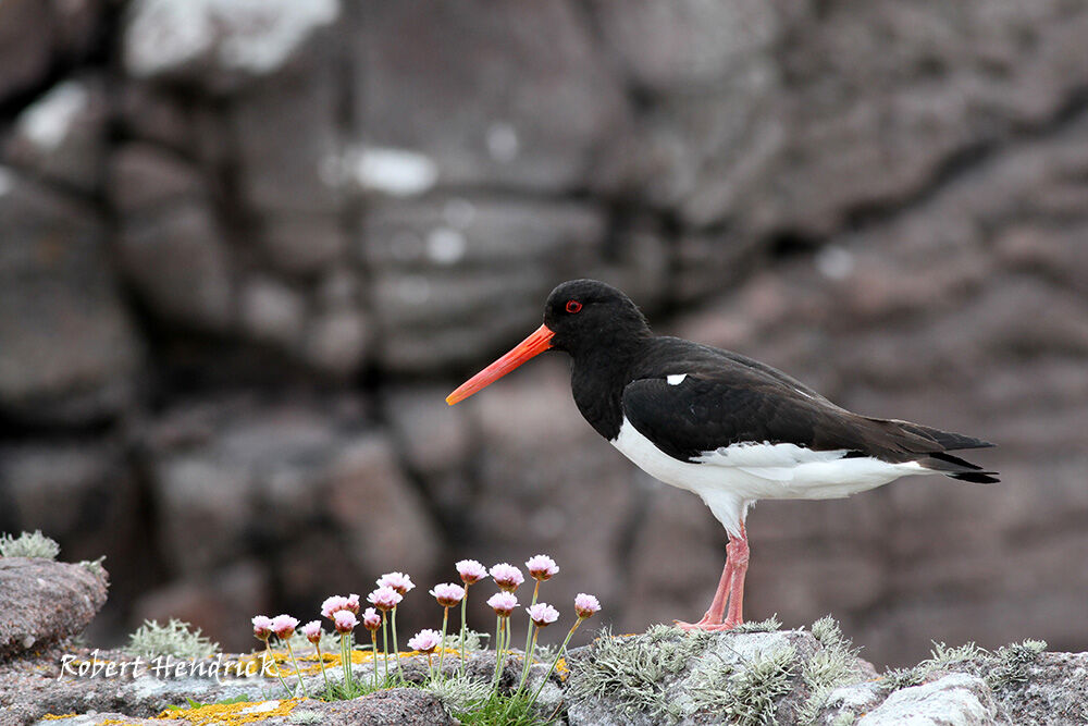 Eurasian Oystercatcher