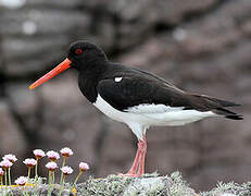 Eurasian Oystercatcher