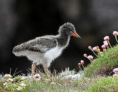 Eurasian Oystercatcher