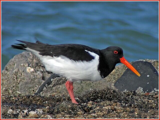 Eurasian Oystercatcher