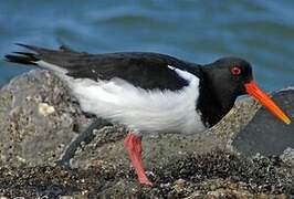 Eurasian Oystercatcher