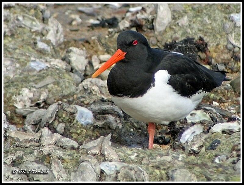 Eurasian Oystercatcher