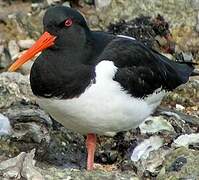 Eurasian Oystercatcher