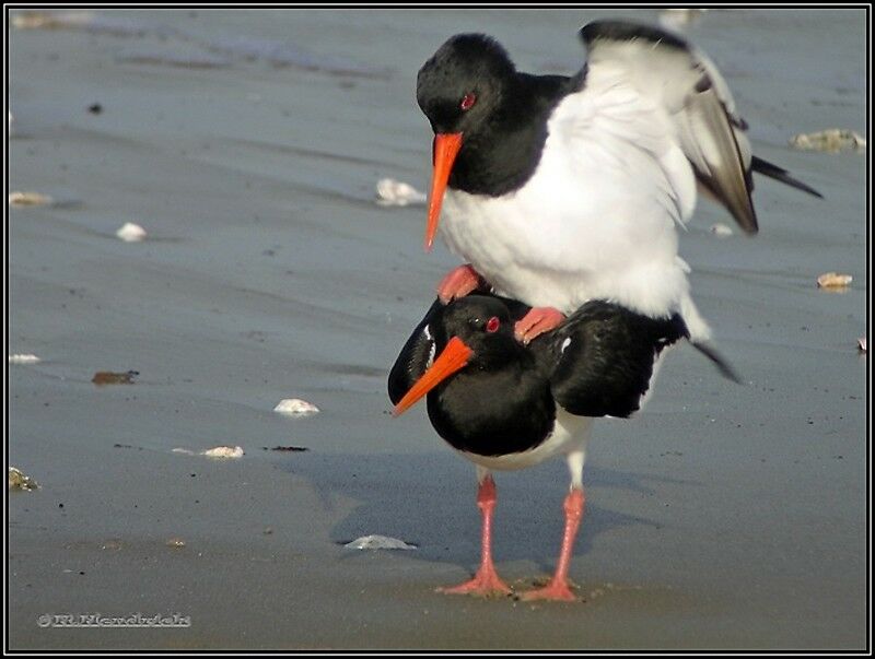 Eurasian Oystercatcher