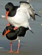 Eurasian Oystercatcher