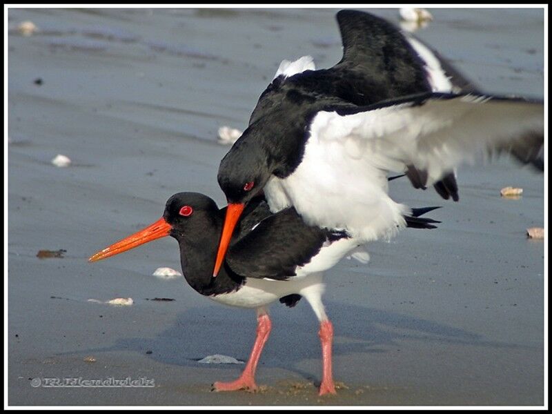 Eurasian Oystercatcher