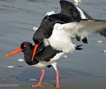 Eurasian Oystercatcher