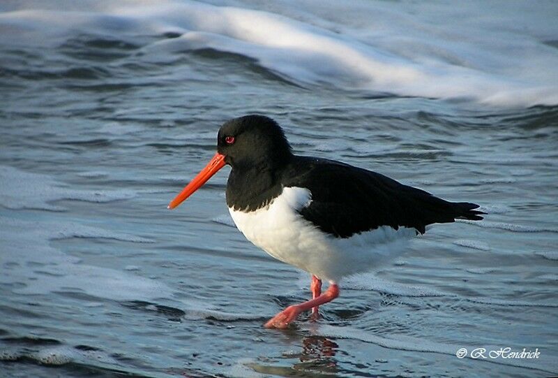 Eurasian Oystercatcher