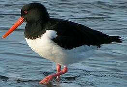 Eurasian Oystercatcher