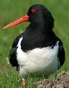 Eurasian Oystercatcher