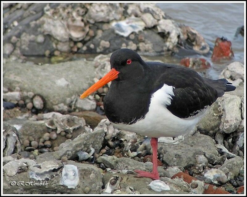 Eurasian Oystercatcher