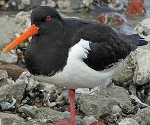 Eurasian Oystercatcher