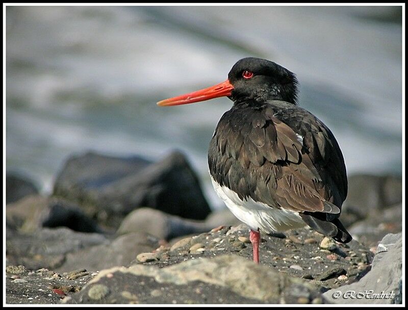 Eurasian Oystercatcher