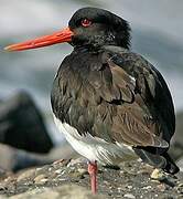 Eurasian Oystercatcher