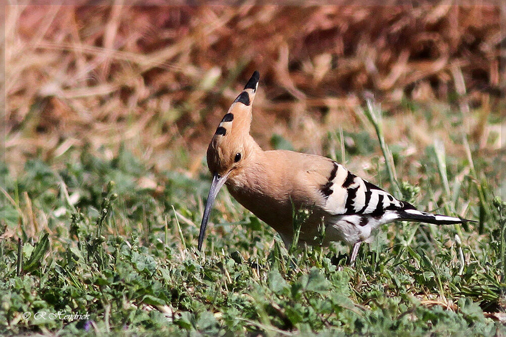 Eurasian Hoopoe