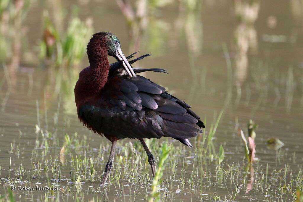 Glossy Ibis
