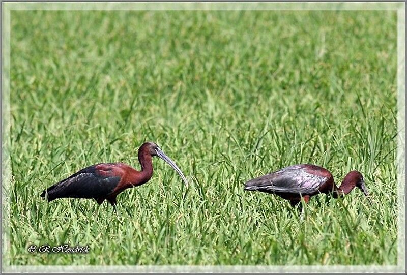 Glossy Ibis