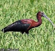 Glossy Ibis