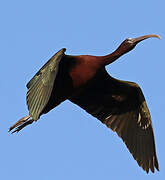 Glossy Ibis