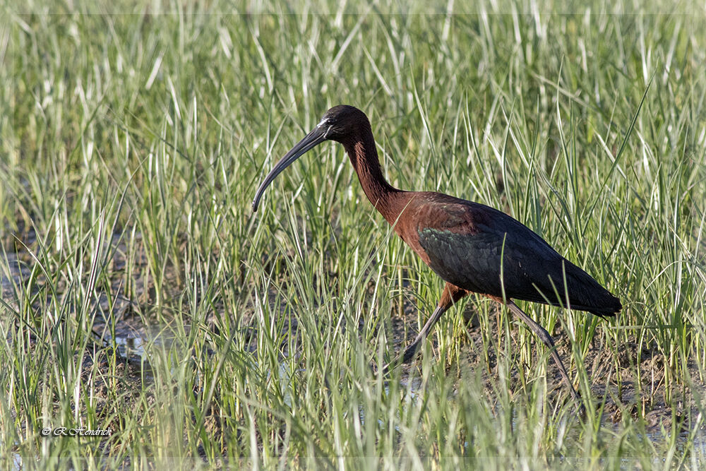 Ibis falcinelle