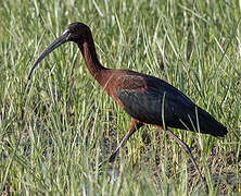 Glossy Ibis