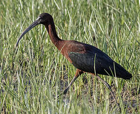 Ibis falcinelle