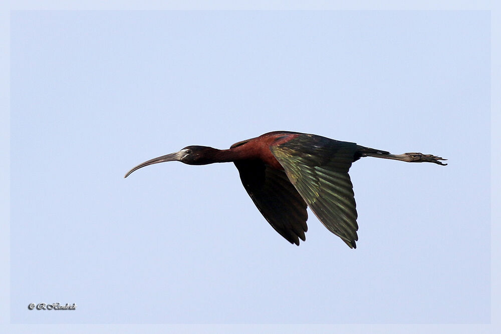 Glossy Ibis