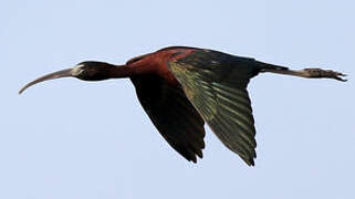 Glossy Ibis