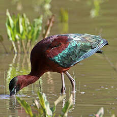 Ibis falcinelle