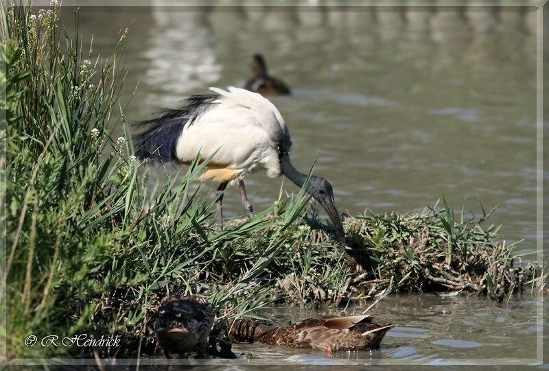 African Sacred Ibis