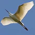 Aigrette garzette