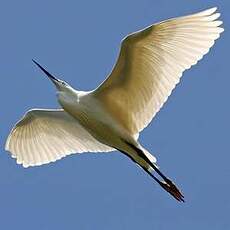 Aigrette garzette