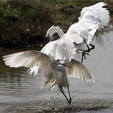 Aigrette garzette