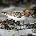 Bécasseau sanderling