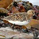 Bécasseau sanderling