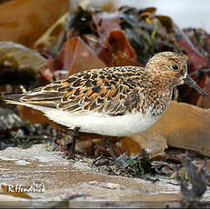 Bécasseau sanderling