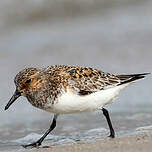 Bécasseau sanderling