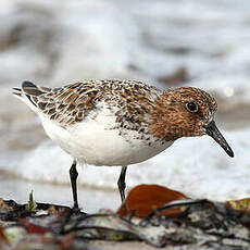 Bécasseau sanderling