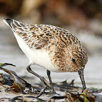 Bécasseau sanderling