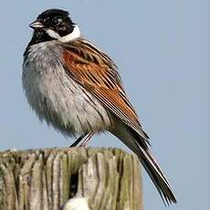 Bruant des roseaux