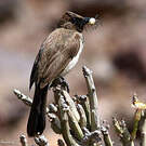 Bulbul des jardins