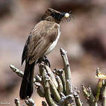 Bulbul des jardins