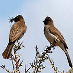 Bulbul des jardins