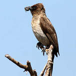 Bulbul des jardins