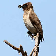 Bulbul des jardins