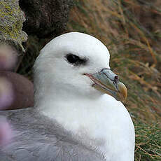 Fulmar boréal