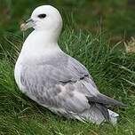 Fulmar boréal