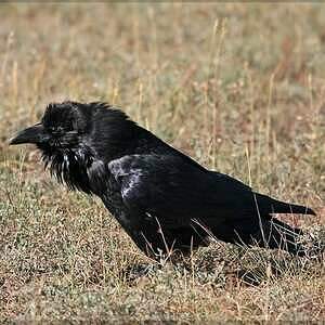 Grand Corbeau – Oiseau du Parc Naturel Régional du Luberon